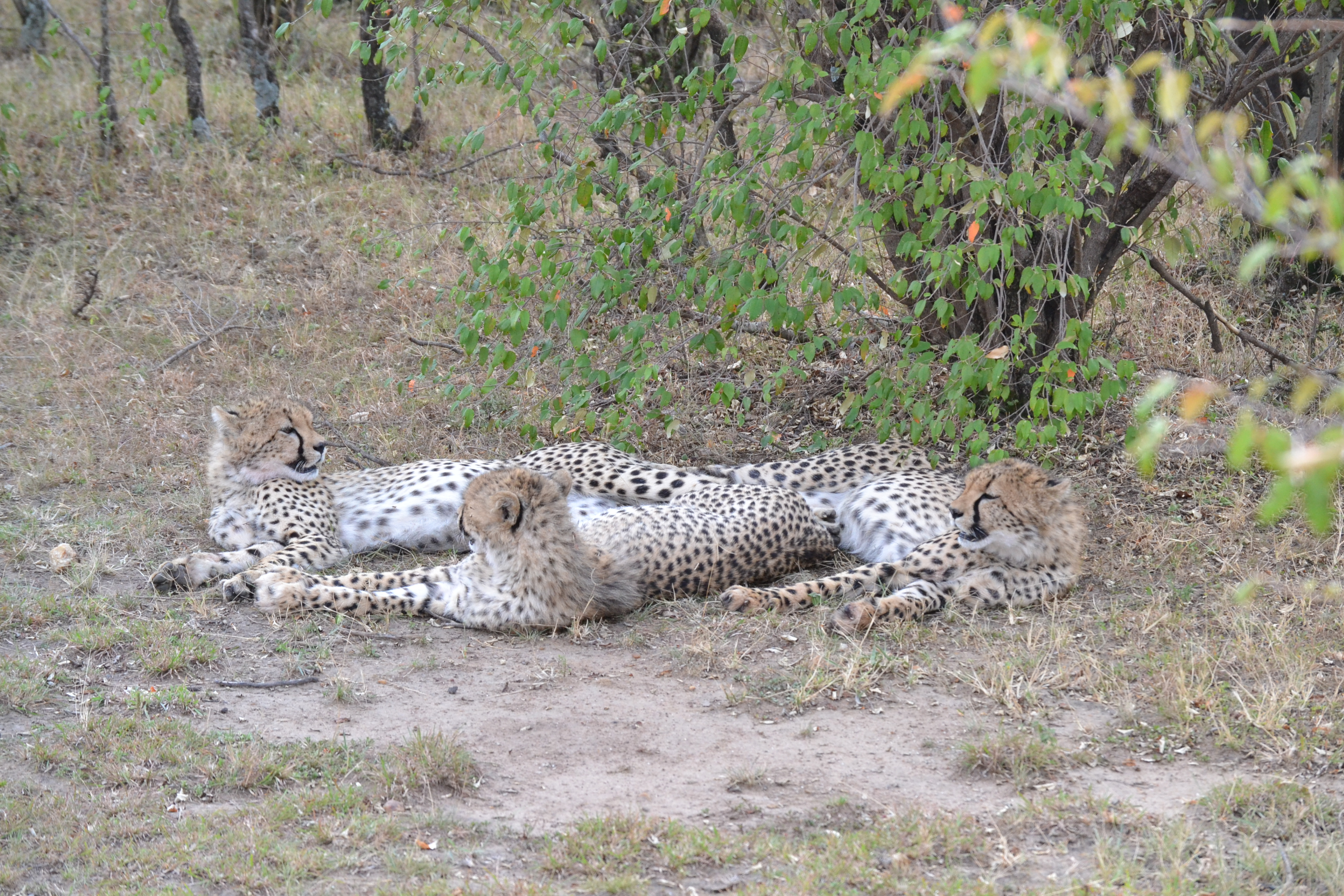 Safari jeep rolling through Maasai Mara grasslands