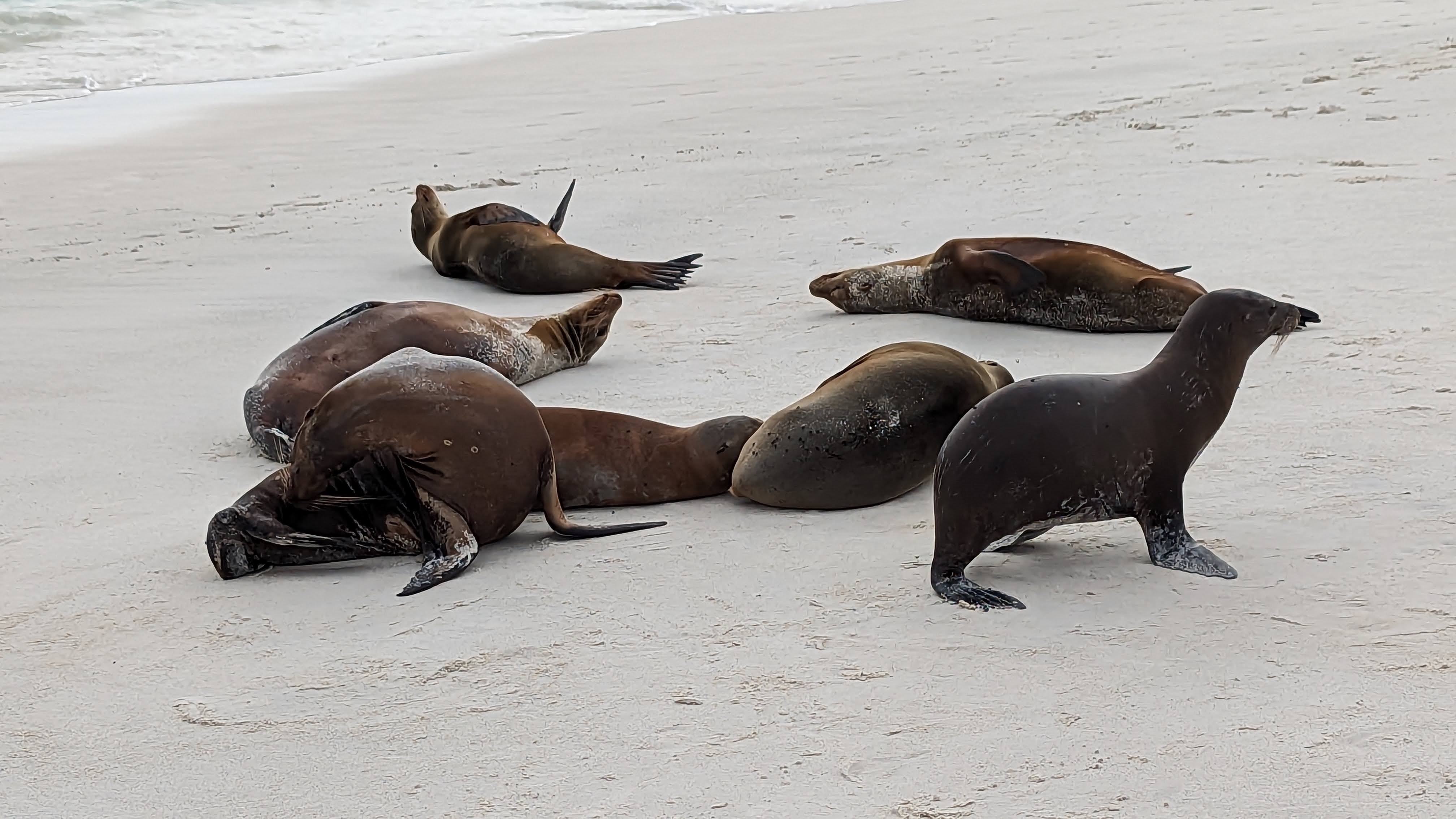 Sea lions along the Galápagos shoreline