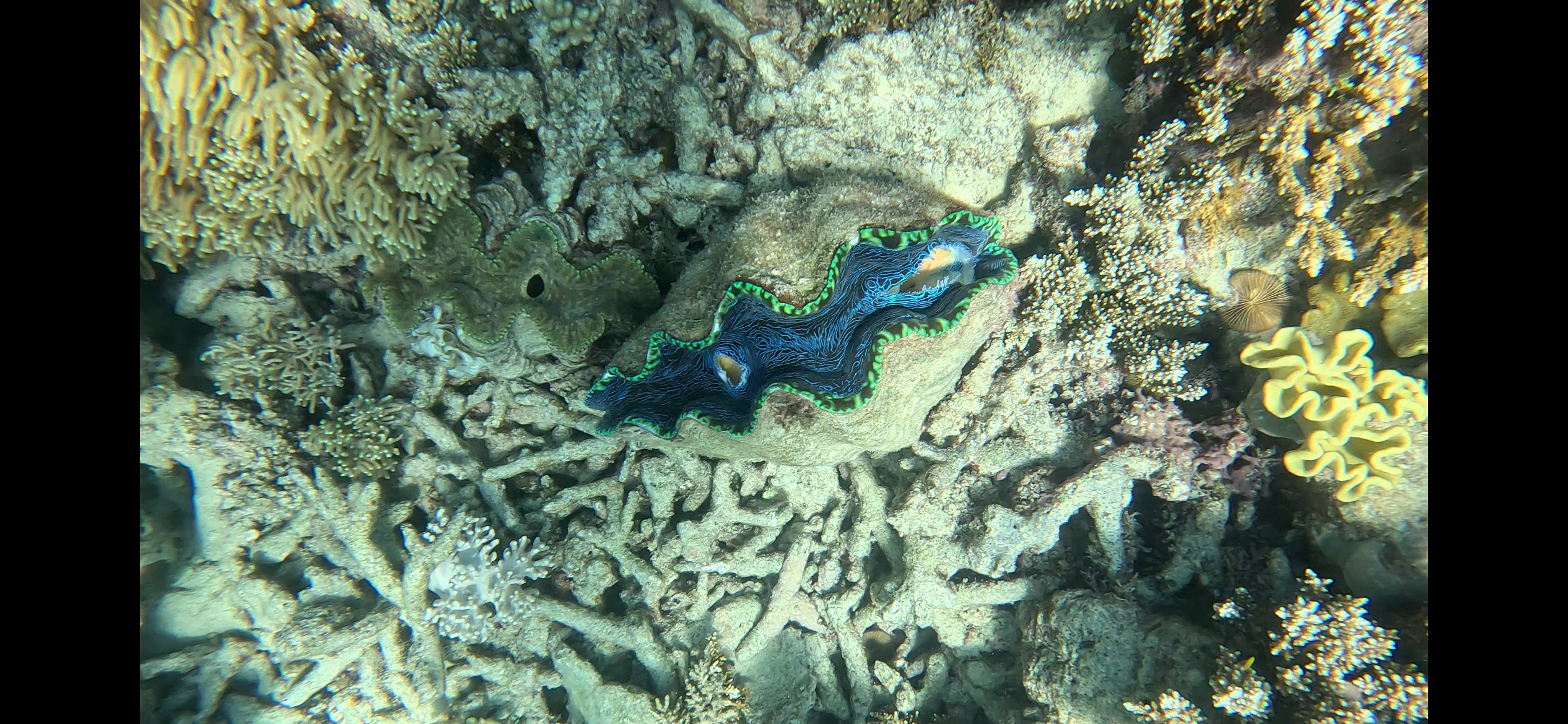 Snorkeling boat off the Cairns coast